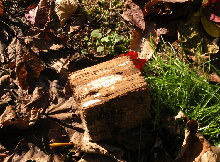 Su un legno in giardino